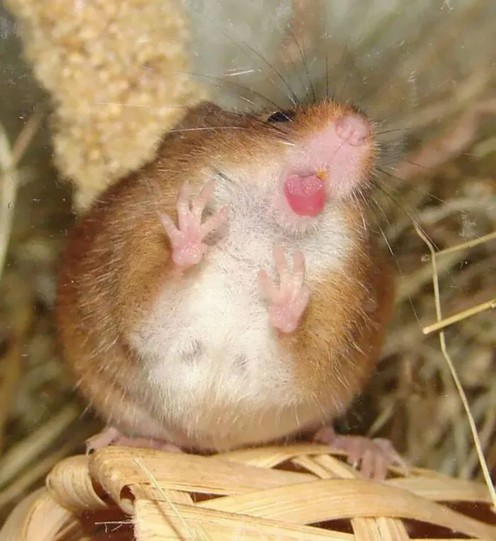 42 Animals Licking Glass That Have No Idea How Silly They Look