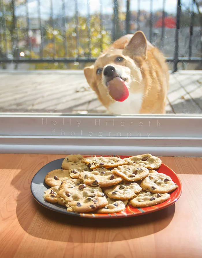 42 Animals Licking Glass That Have No Idea How Silly They Look