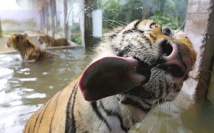 42 Animals Licking Glass That Have No Idea How Silly They Look