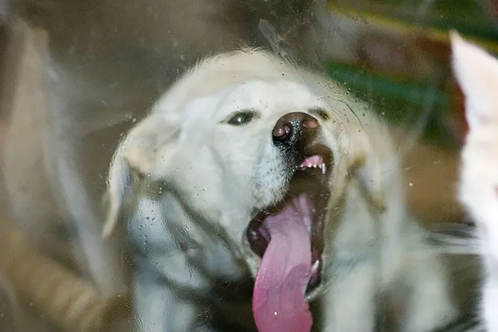 42 Animals Licking Glass That Have No Idea How Silly They Look