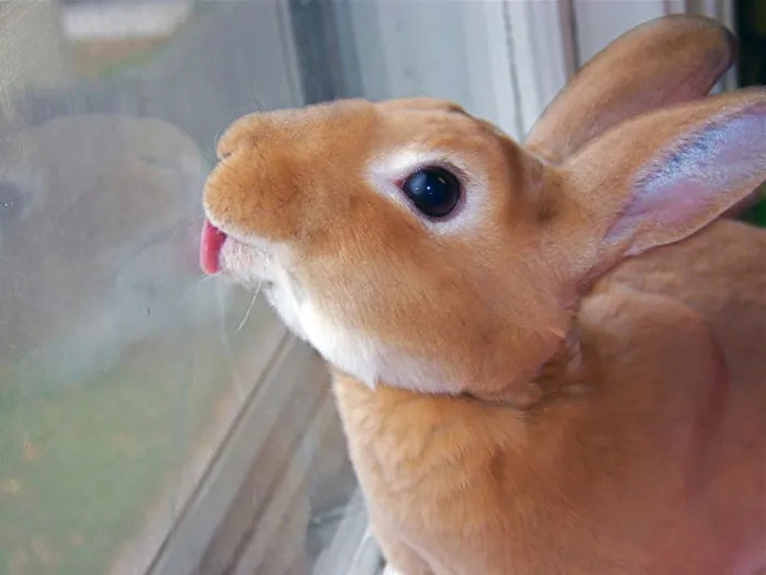 42 Animals Licking Glass That Have No Idea How Silly They Look