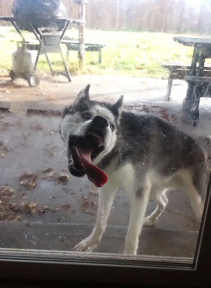 42 Animals Licking Glass That Have No Idea How Silly They Look