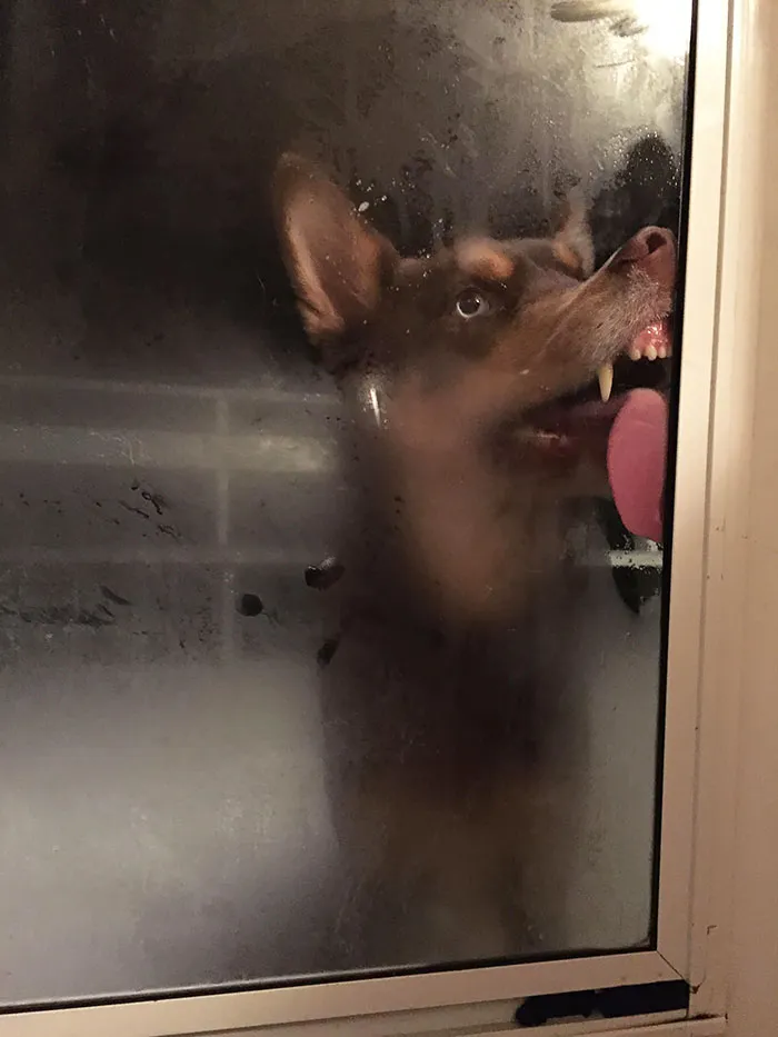 42 Animals Licking Glass That Have No Idea How Silly They Look