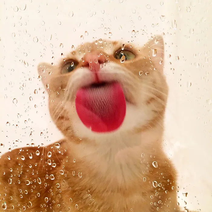 42 Animals Licking Glass That Have No Idea How Silly They Look