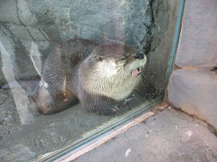 42 Animals Licking Glass That Have No Idea How Silly They Look