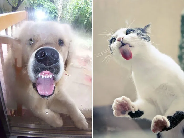 42 Animals Licking Glass That Have No Idea How Silly They Look