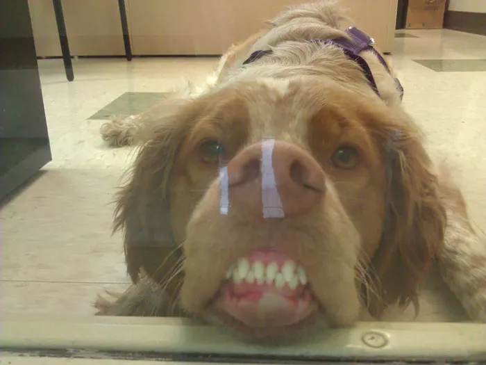 42 Animals Licking Glass That Have No Idea How Silly They Look