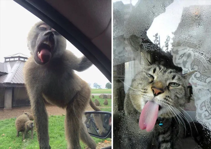 42 Animals Licking Glass That Have No Idea How Silly They Look