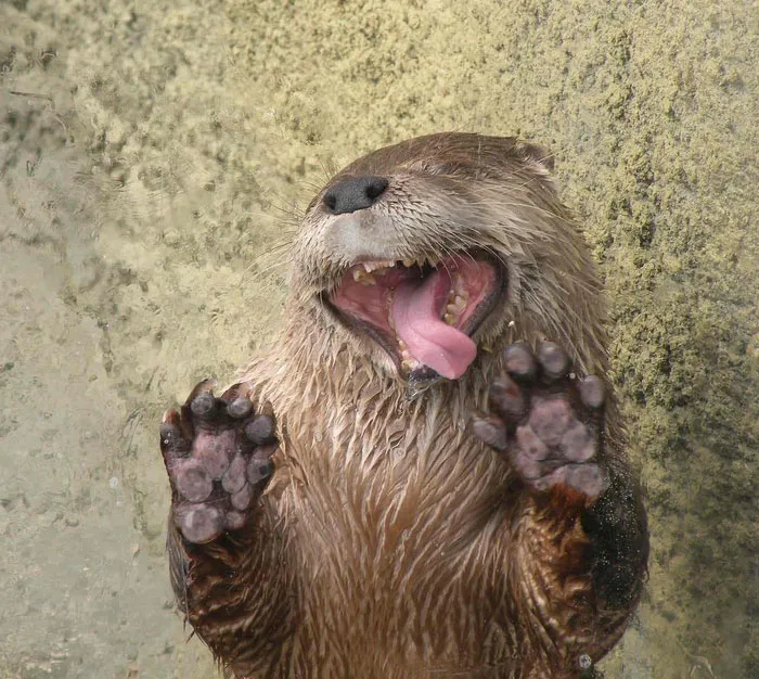 42 Animals Licking Glass That Have No Idea How Silly They Look