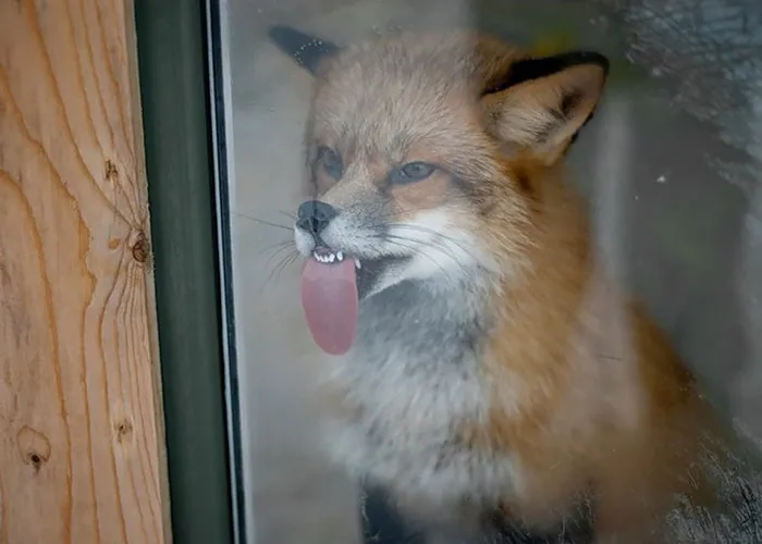 42 Animals Licking Glass That Have No Idea How Silly They Look