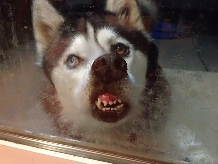 42 Animals Licking Glass That Have No Idea How Silly They Look
