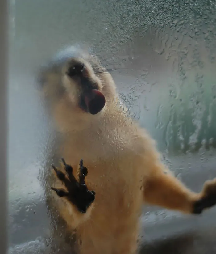 42 Animals Licking Glass That Have No Idea How Silly They Look