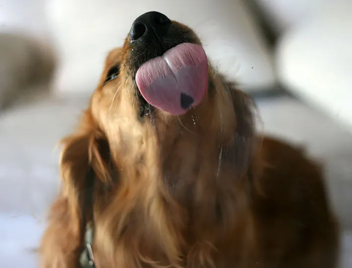 42 Animals Licking Glass That Have No Idea How Silly They Look