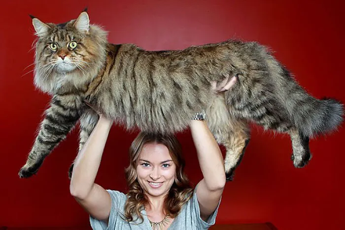 79 Of The Biggest Pet Cats Ever