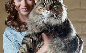 79 Of The Biggest Pet Cats Ever