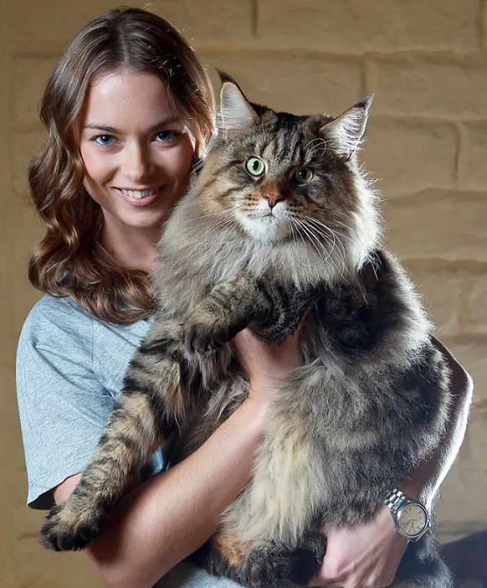 79 Of The Biggest Pet Cats Ever