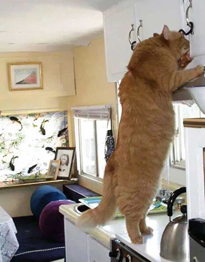79 Of The Biggest Pet Cats Ever