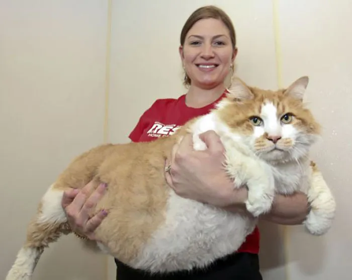 79 Of The Biggest Pet Cats Ever