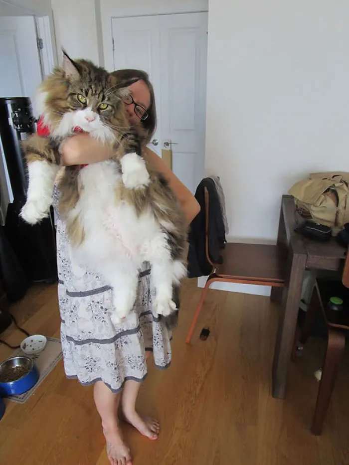 79 Of The Biggest Pet Cats Ever
