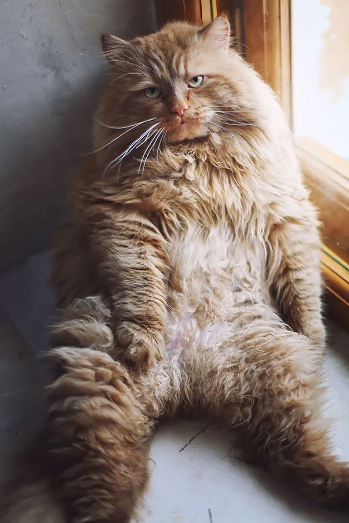 79 Of The Biggest Pet Cats Ever
