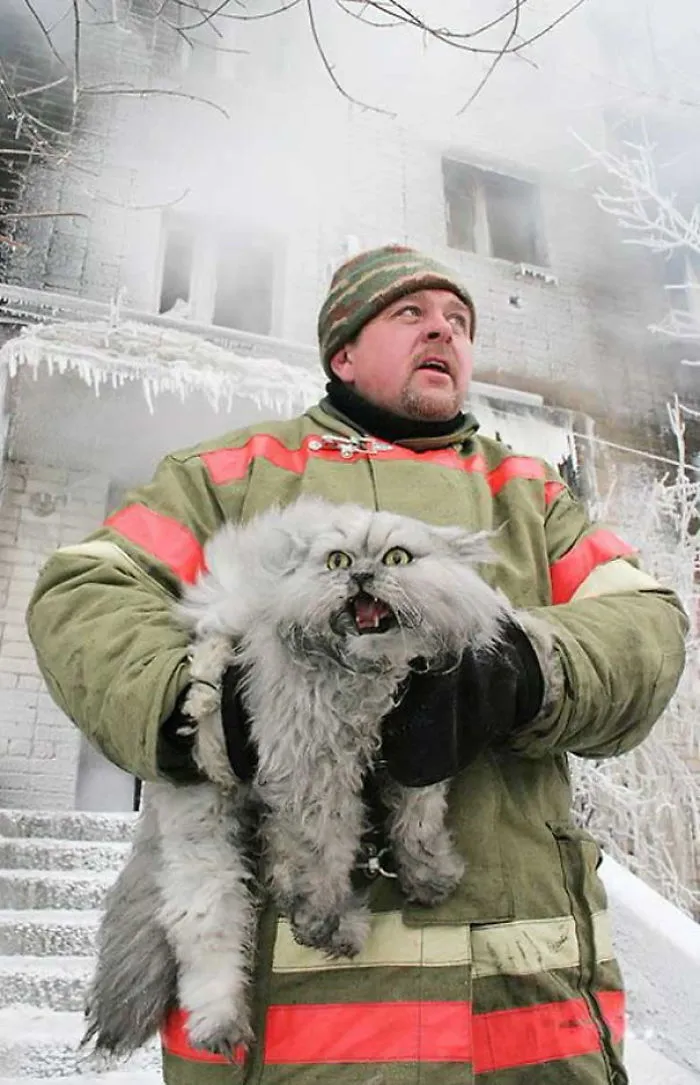 79 Of The Biggest Pet Cats Ever