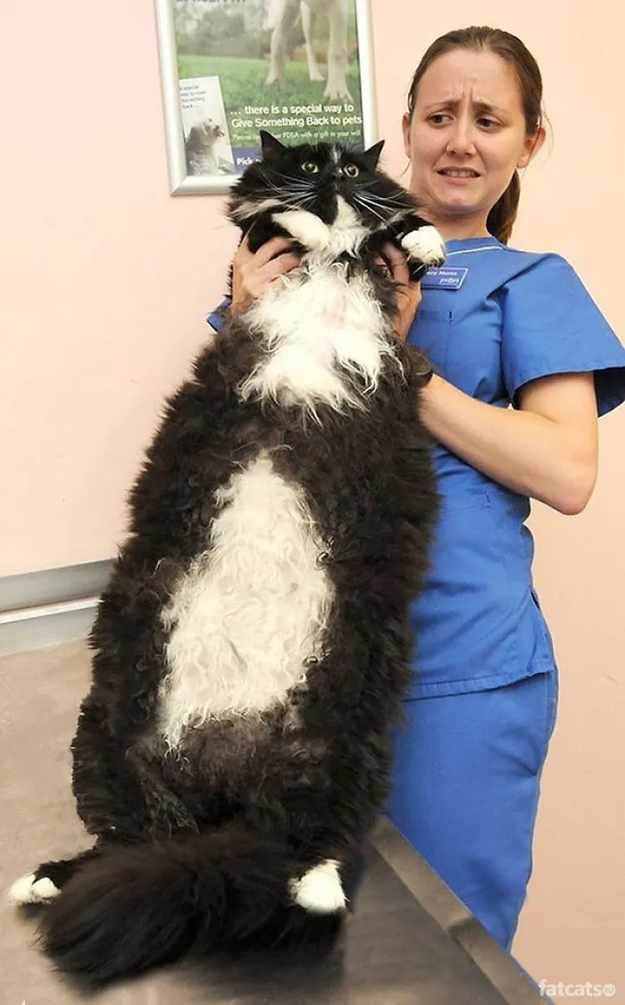 79 Of The Biggest Pet Cats Ever