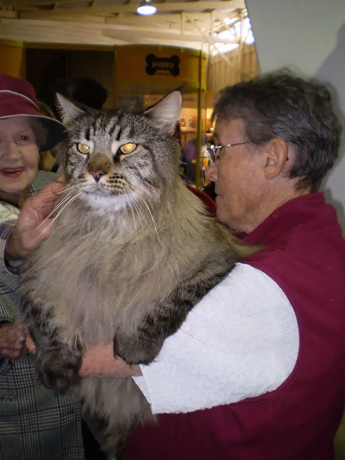 79 Of The Biggest Pet Cats Ever