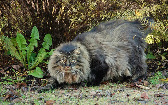79 Of The Biggest Pet Cats Ever