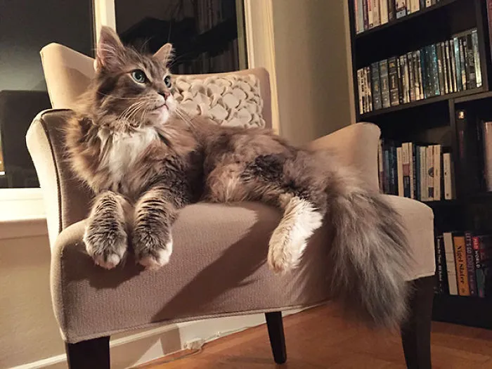 79 Of The Biggest Pet Cats Ever