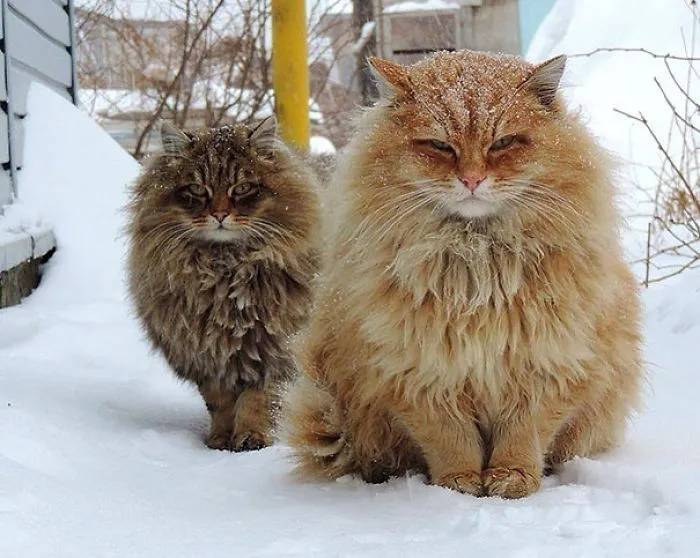 79 Of The Biggest Pet Cats Ever