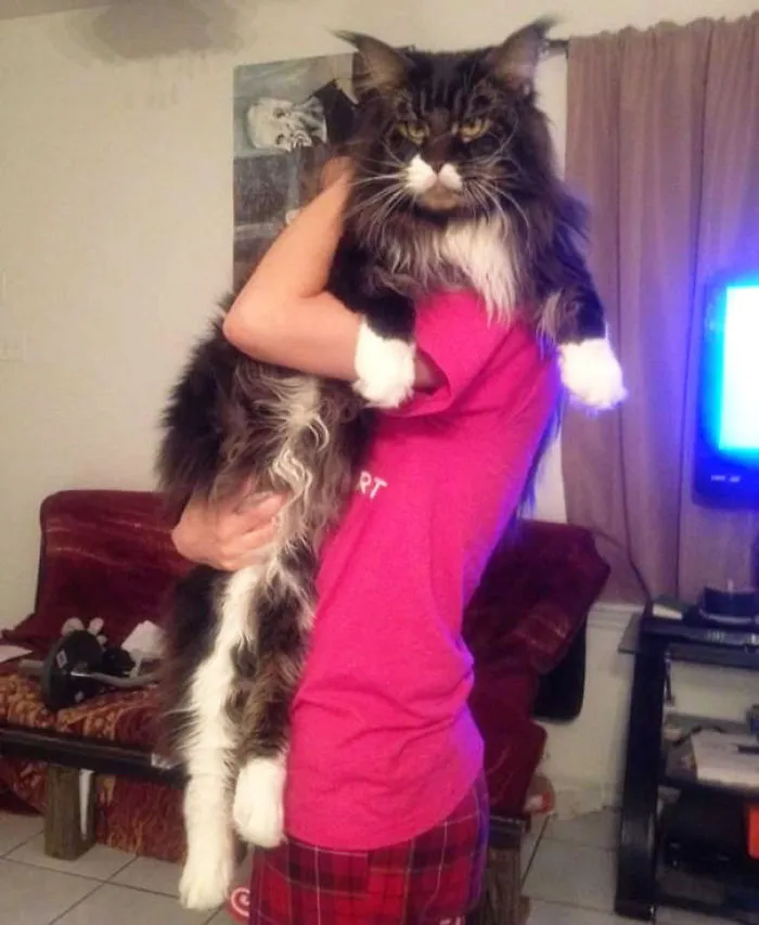79 Of The Biggest Pet Cats Ever