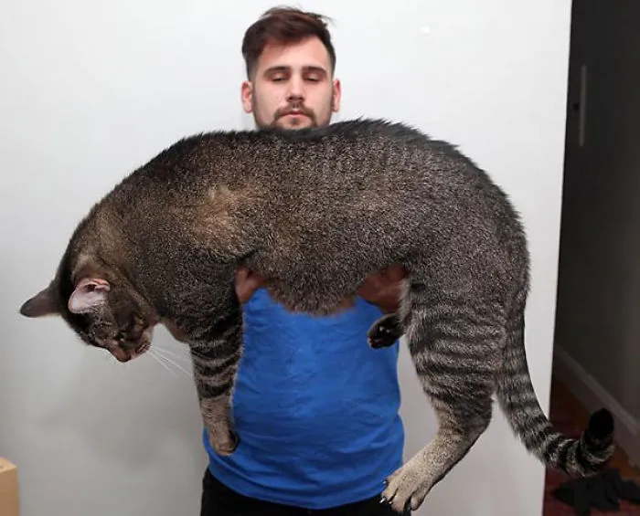 79 Of The Biggest Pet Cats Ever