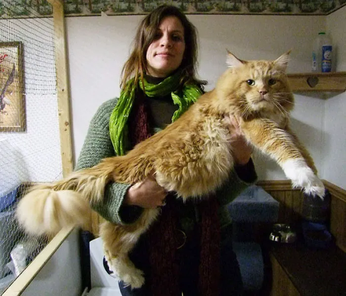 79 Of The Biggest Pet Cats Ever