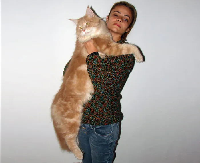 79 Of The Biggest Pet Cats Ever