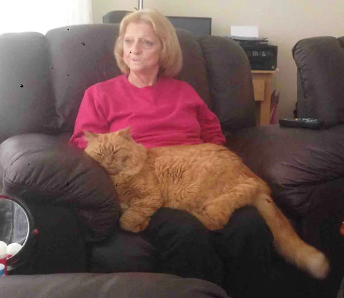 79 Of The Biggest Pet Cats Ever