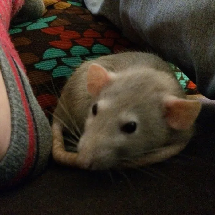 202 Adorable Rat Pics Proving That They Can Be The Cutest Pets Ever
