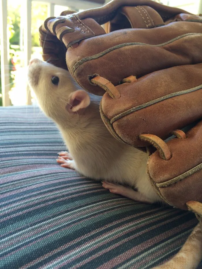 202 Adorable Rat Pics Proving That They Can Be The Cutest Pets Ever