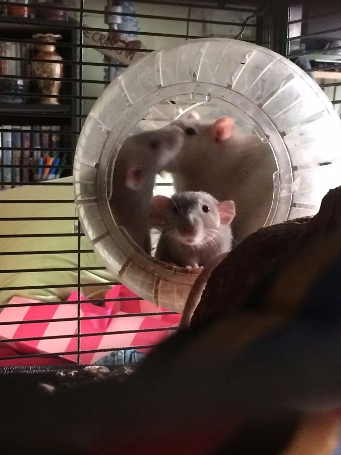 202 Adorable Rat Pics Proving That They Can Be The Cutest Pets Ever