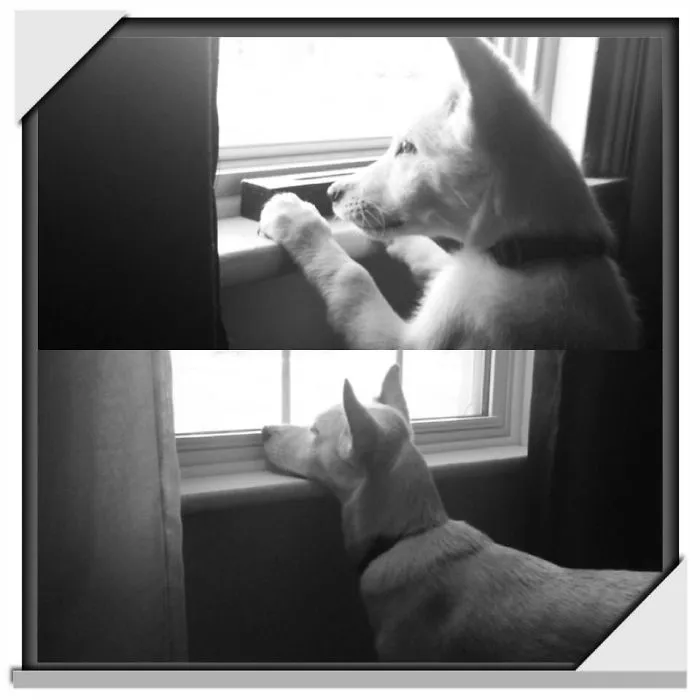 Marlo 10 Weeks To A Year. Yes, He Still Does This.