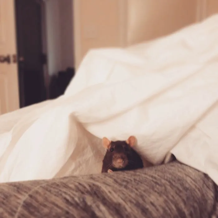 202 Adorable Rat Pics Proving That They Can Be The Cutest Pets Ever