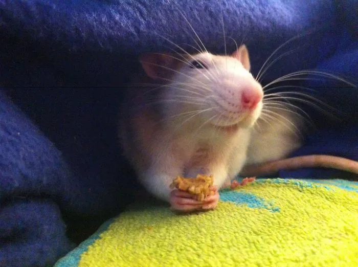 202 Adorable Rat Pics Proving That They Can Be The Cutest Pets Ever