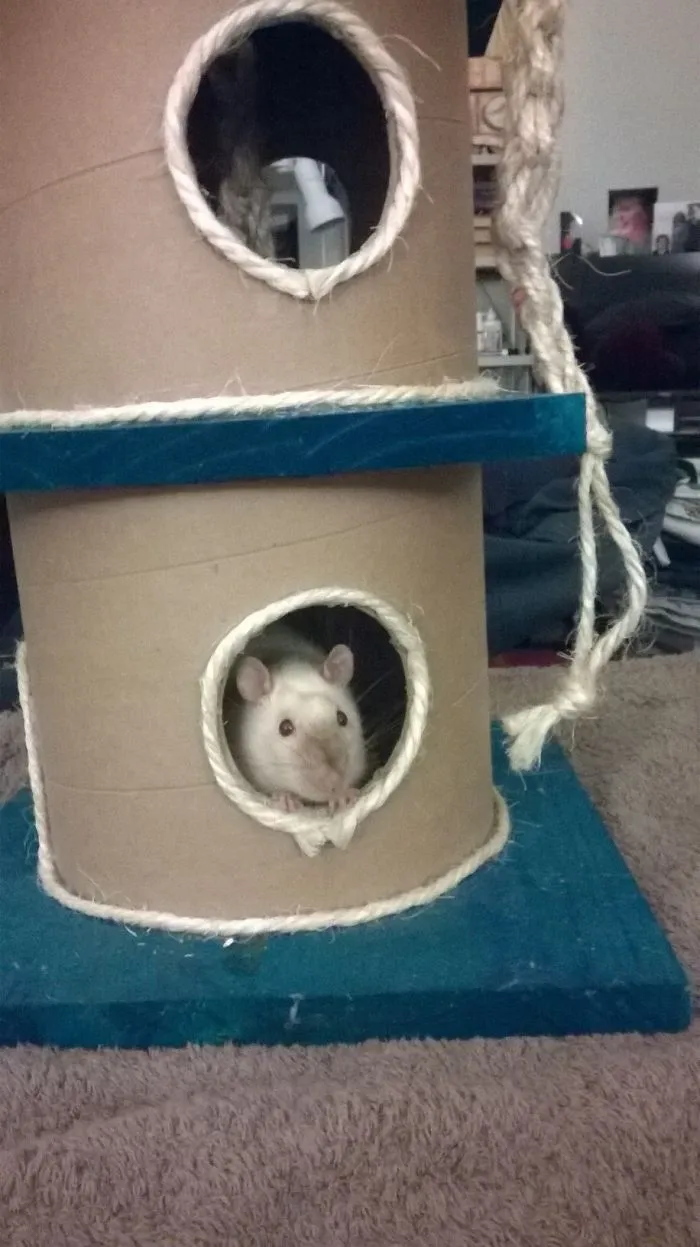 202 Adorable Rat Pics Proving That They Can Be The Cutest Pets Ever