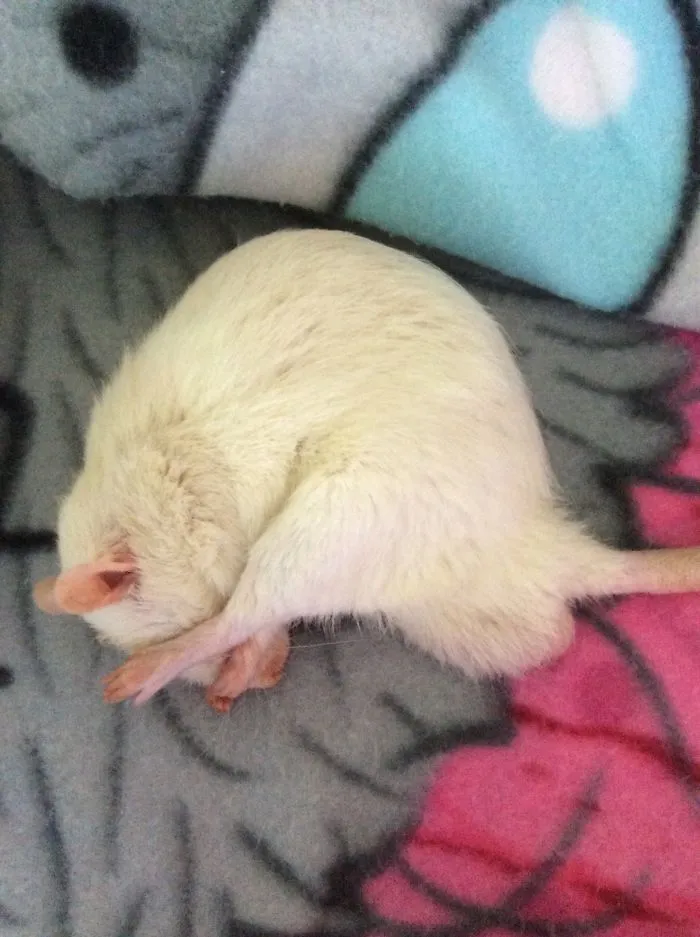 202 Adorable Rat Pics Proving That They Can Be The Cutest Pets Ever