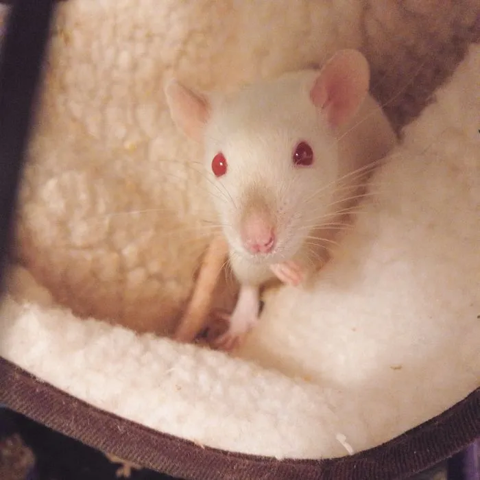 202 Adorable Rat Pics Proving That They Can Be The Cutest Pets Ever