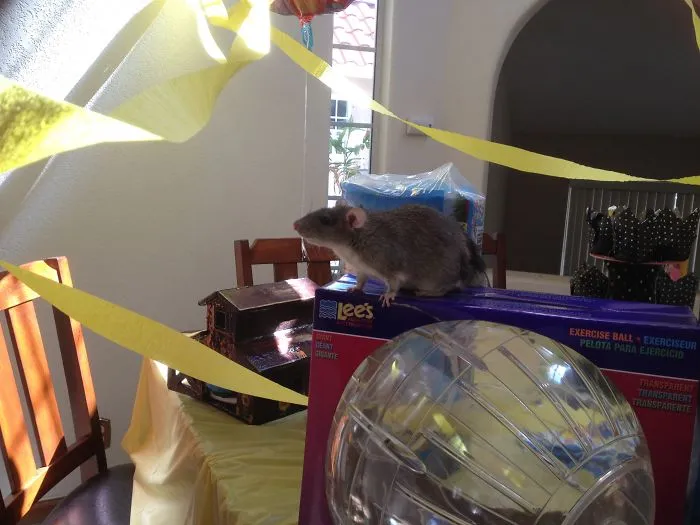 202 Adorable Rat Pics Proving That They Can Be The Cutest Pets Ever