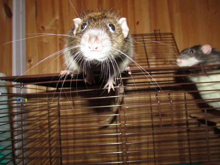 202 Adorable Rat Pics Proving That They Can Be The Cutest Pets Ever