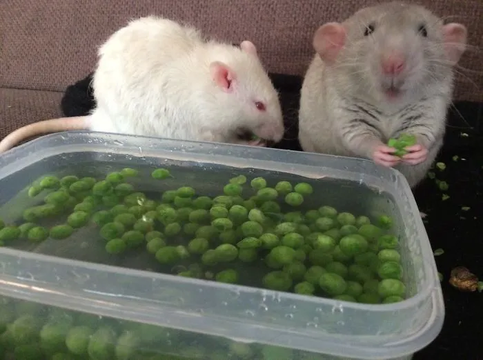 202 Adorable Rat Pics Proving That They Can Be The Cutest Pets Ever