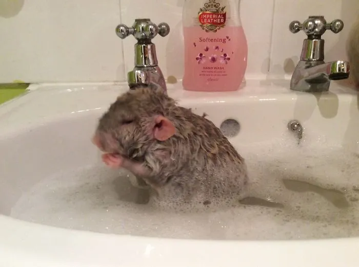 202 Adorable Rat Pics Proving That They Can Be The Cutest Pets Ever
