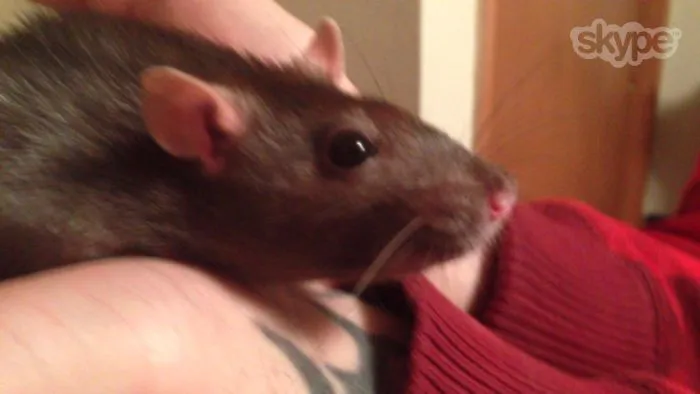 202 Adorable Rat Pics Proving That They Can Be The Cutest Pets Ever