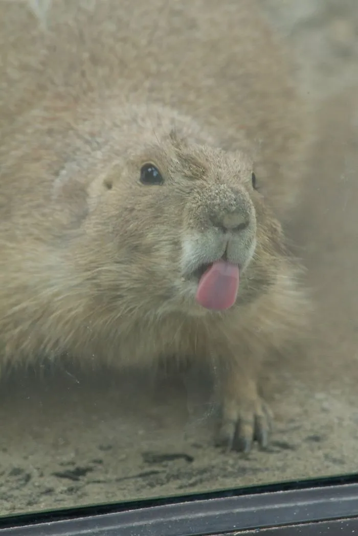 42 Animals Licking Glass That Have No Idea How Silly They Look